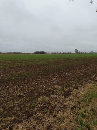 19 HA EN PIÑERO, CERCA DEL PUEBLO! 15.000 dolares la hectarea.