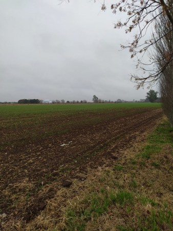 19 HA EN PIÑERO, CERCA DEL PUEBLO! 15.000 dolares la hectarea.