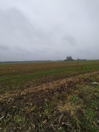 19 HA EN PIÑERO, CERCA DEL PUEBLO! 15.000 dolares la hectarea.