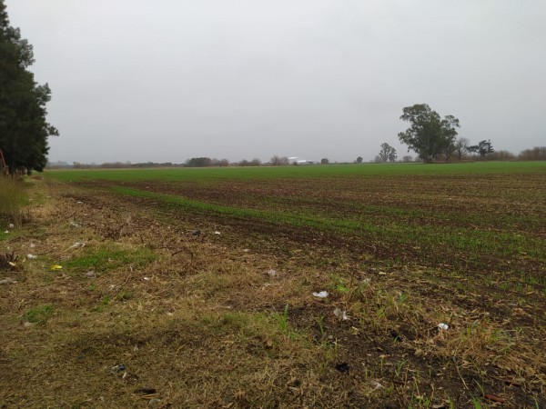 19 HA EN PIÑERO, CERCA DEL PUEBLO! 15.000 dolares la hectarea.