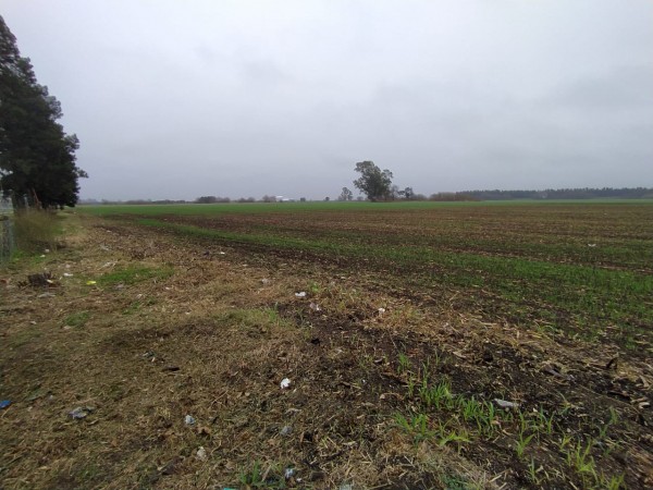 19 HA EN PIÑERO, CERCA DEL PUEBLO! 15.000 dolares la hectarea.