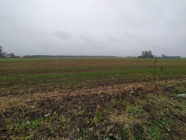 19 HA EN PIÑERO, CERCA DEL PUEBLO! 15.000 dolares la hectarea.