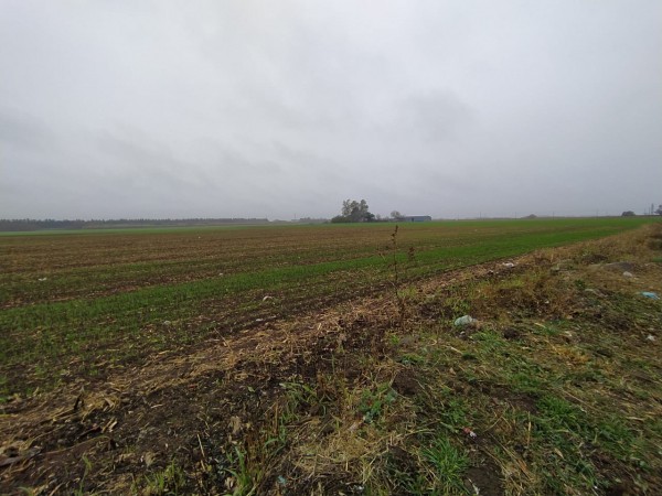 19 HA EN PIÑERO, CERCA DEL PUEBLO! 15.000 dolares la hectarea.