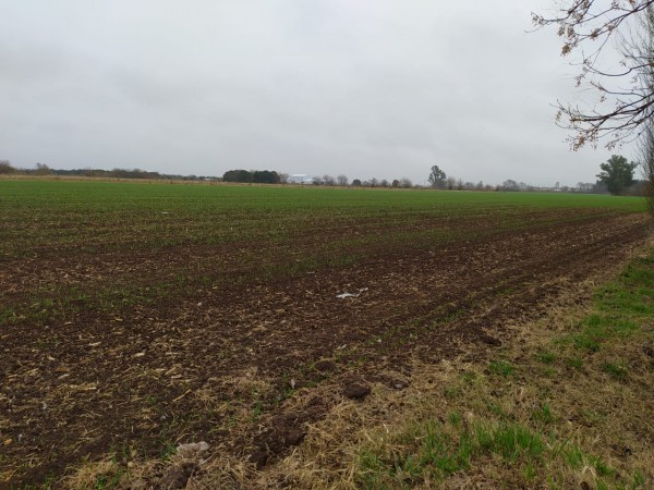 19 HA EN PIÑERO, CERCA DEL PUEBLO! 15.000 dolares la hectarea.