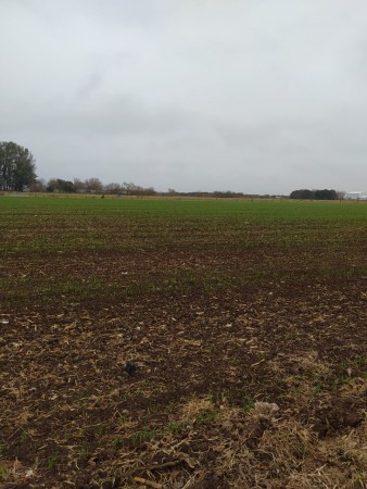 19 HA EN PIÑERO, CERCA DEL PUEBLO! 15.000 dolares la hectarea.