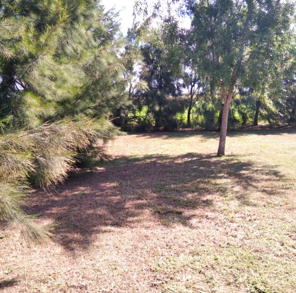 Salto Grande, casa quinta, sobre campo de 11 hectareas, 9 productivas.