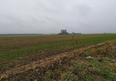 19 HA EN PIÑERO, CERCA DEL PUEBLO! 15.000 dolares la hectarea.