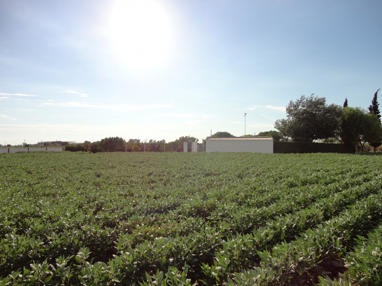 Fighiera, Campo de 2 hectareas, casa de un dormitorio y cuarto de guardado.