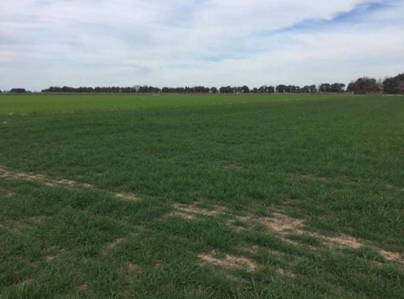 Campo de 2 hectareas, altura general lagos, a pocos minutos de la autopista Rosario-Buenos Aires